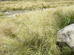 Chionochloa rigida rigida