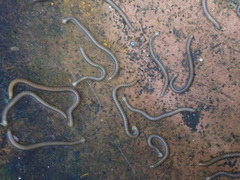 Glyphiulus granulatus