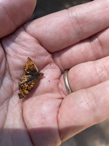 iNaturalist observation photo of Field Crescent