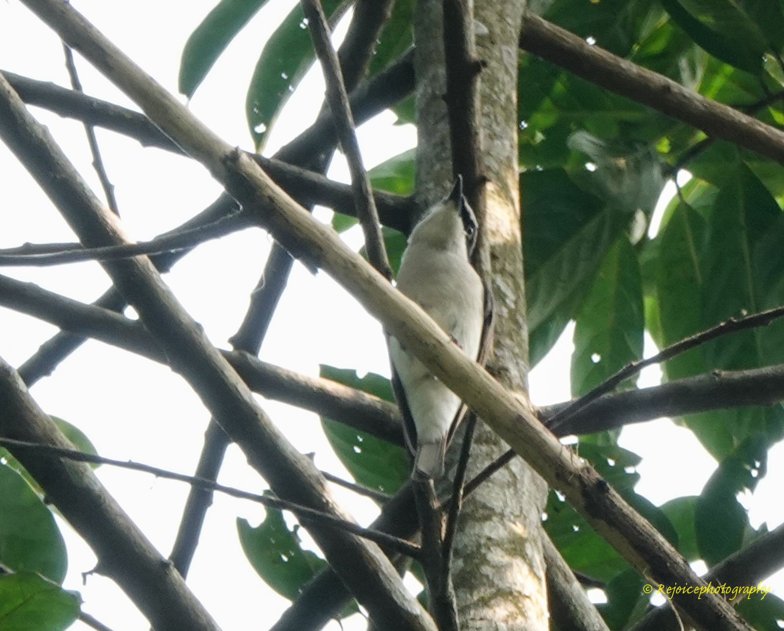 Large Cuckooshrike