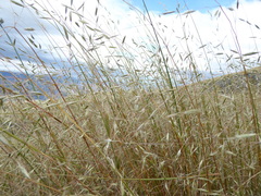 Chionochloa rigida rigida