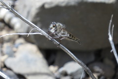 Promachus vexator
