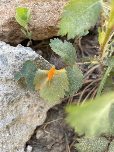 iNaturalist observation photo of rust fungi
