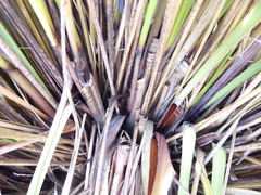 Chionochloa rigida rigida