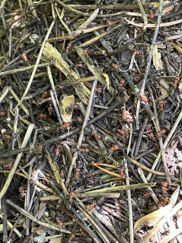 iNaturalist observation photo of Western Thatching Ant