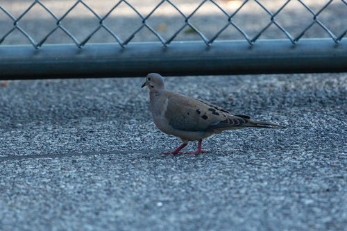 Mourning Dove photographed in Tennessee