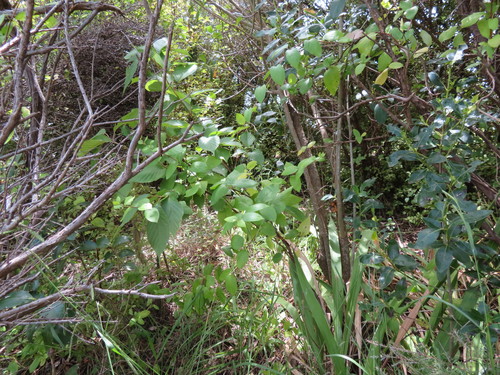 Prunus serrulata