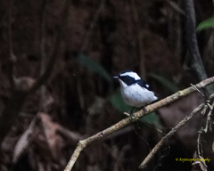 Ficedula westermanni