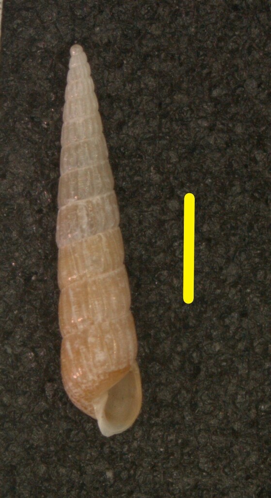 Turbonilla midas