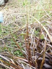 Carex punicea
