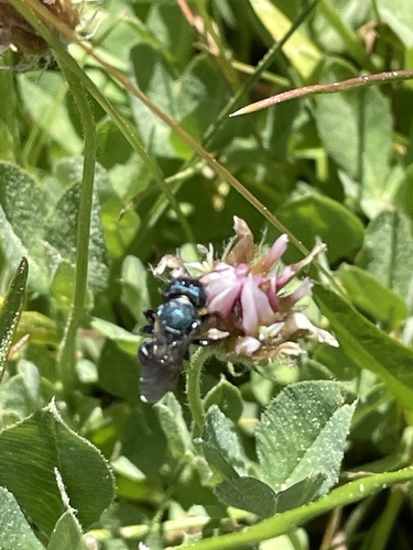 iNaturalist observation photo of Mason, Leafcutter, Carder, and Resin Bees
