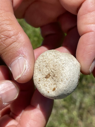 iNaturalist observation photo of puffballs