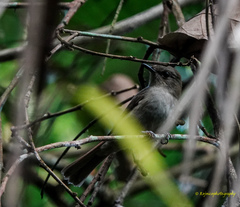 Cyornis unicolor