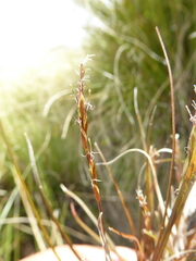 Carex punicea