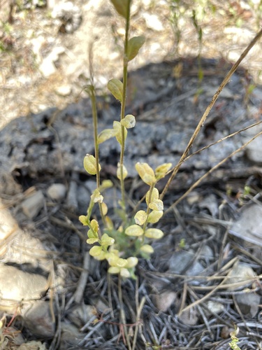 iNaturalist observation photo of Mustard Flower Rust