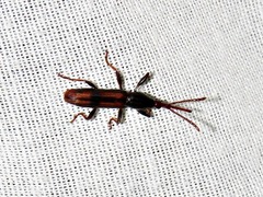 Gynandrorhynchus vittipennis