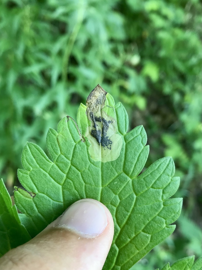 Parectopa geraniella