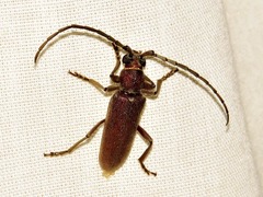 Africophanes amicus
