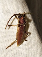 Africophanes amicus