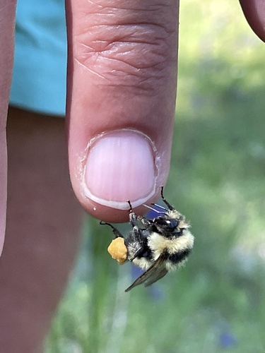 iNaturalist observation photo of Pyrobombus