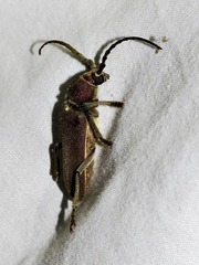 Africophanes amicus