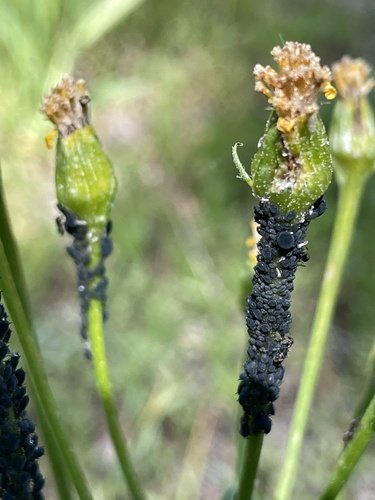 iNaturalist observation photo of Aphids