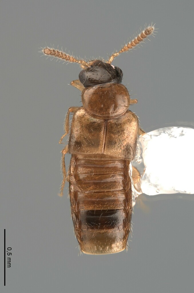 Gyrophaena michigana