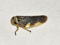Ptyelus grossus
