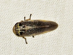 Ptyelus grossus
