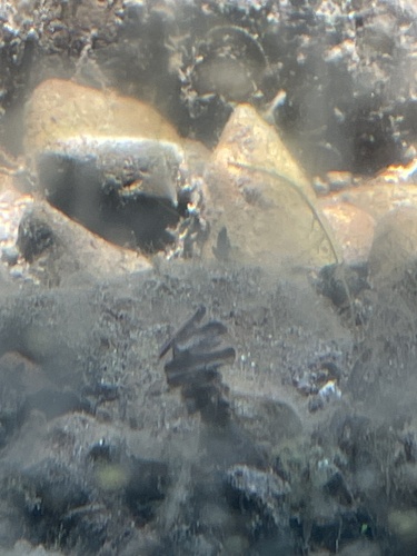 iNaturalist observation photo of Caddisflies