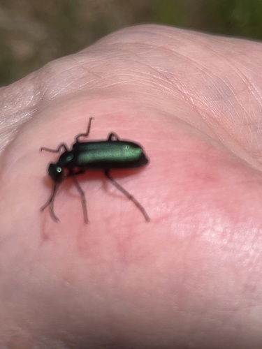 iNaturalist observation photo of Blister Beetles