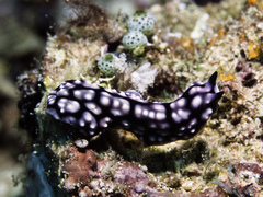 Pseudoceros imitatus