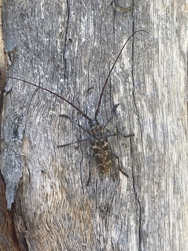 iNaturalist observation photo of Monochamus obtusus