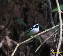 Ficedula westermanni