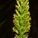 Encholirium subsecundum - Photo (c) Joey Santore, some rights reserved (CC BY-NC), uploaded by Joey Santore