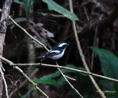 Ficedula westermanni