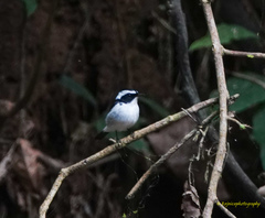 Ficedula westermanni