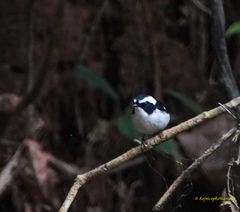 Ficedula westermanni