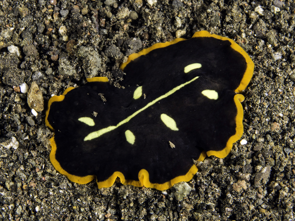Cotylea