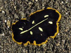 Pseudoceros imperatus