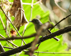 Ficedula westermanni