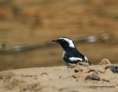 Ficedula westermanni