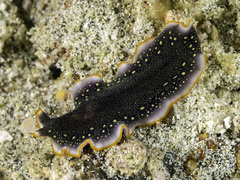 Pseudoceros mossambicus