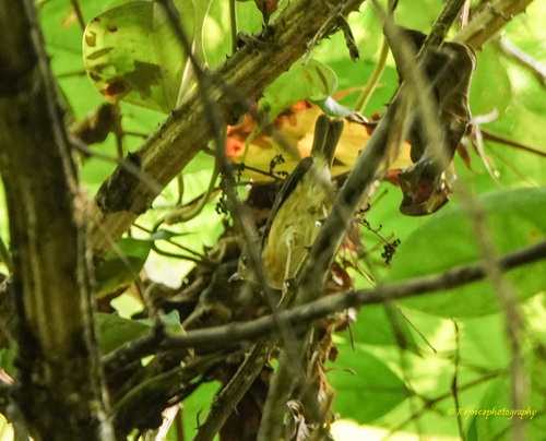 Ficedula hodgsoni