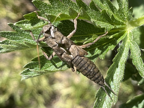 iNaturalist observation photo of Giant Stoneflies and Salmonflies