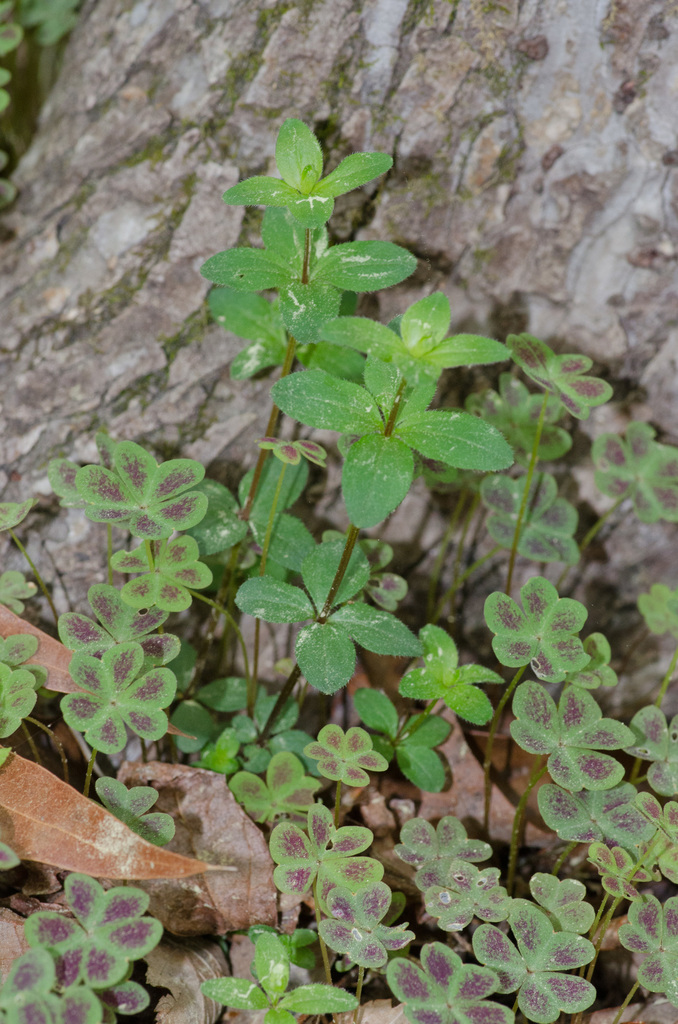 smooth wild licorice (Vascular Plants of Lost Cove Farm) · iNaturalist