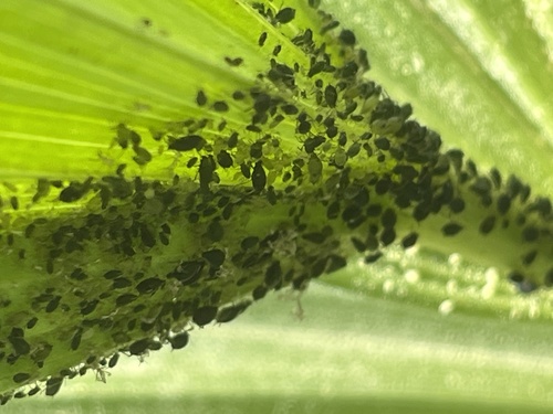 iNaturalist observation photo of Aphids