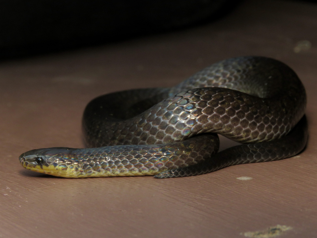 Northern Ground Snake