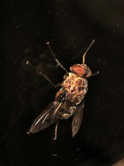 Aulacephala maculithorax