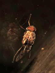 Aulacephala maculithorax